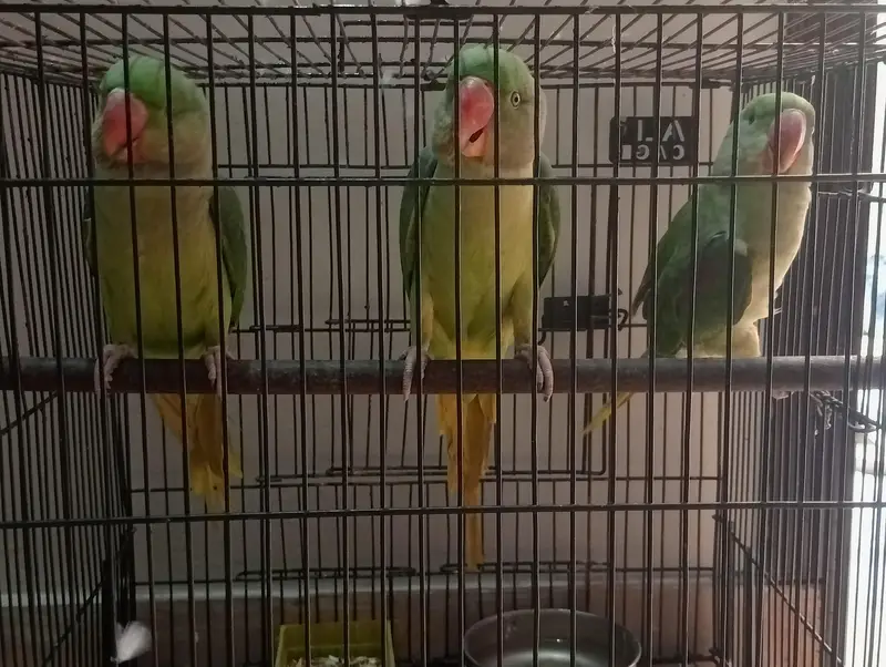 raw parrots — photo 2