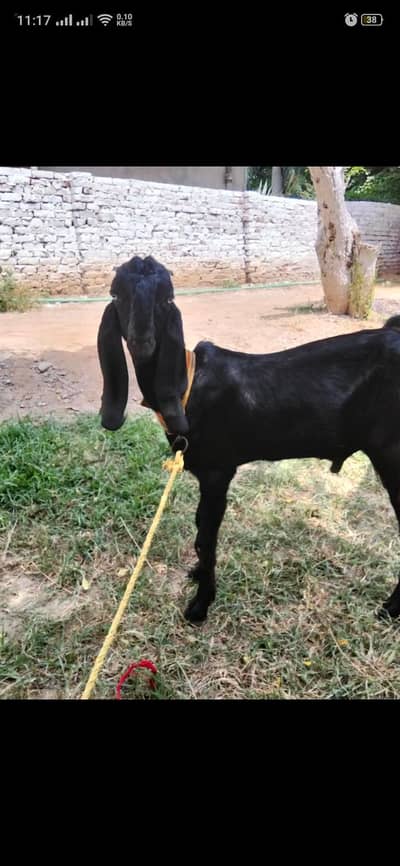Amratsari Bakra |Goat |sheep |chatra |kajla