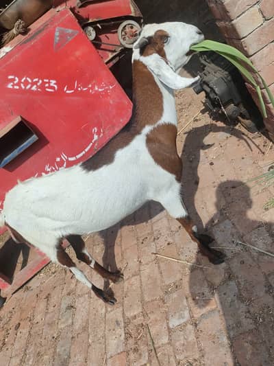 2 Cross Goats 1.5 month