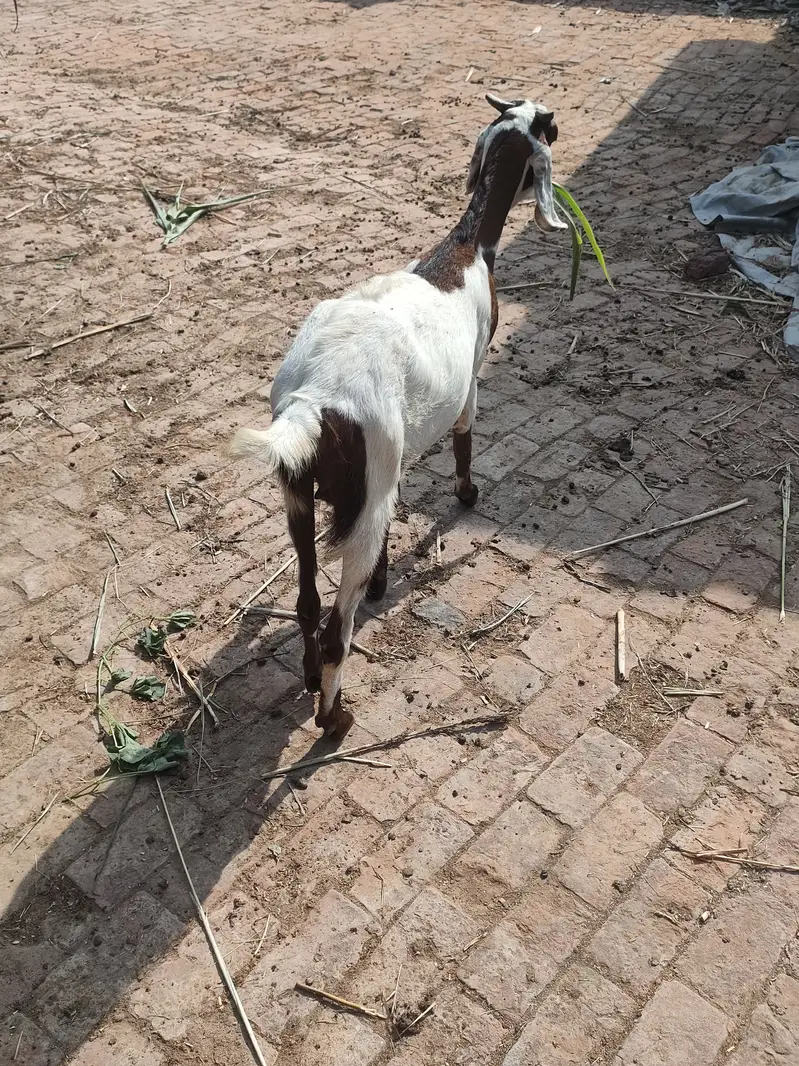 2 Cross Goats 1.5 month — photo 2