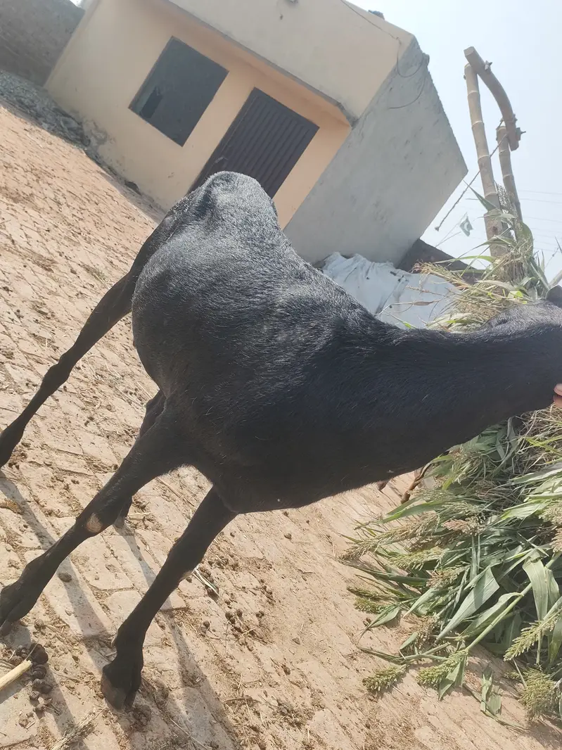 2 Cross Goats 1.5 month — photo 3