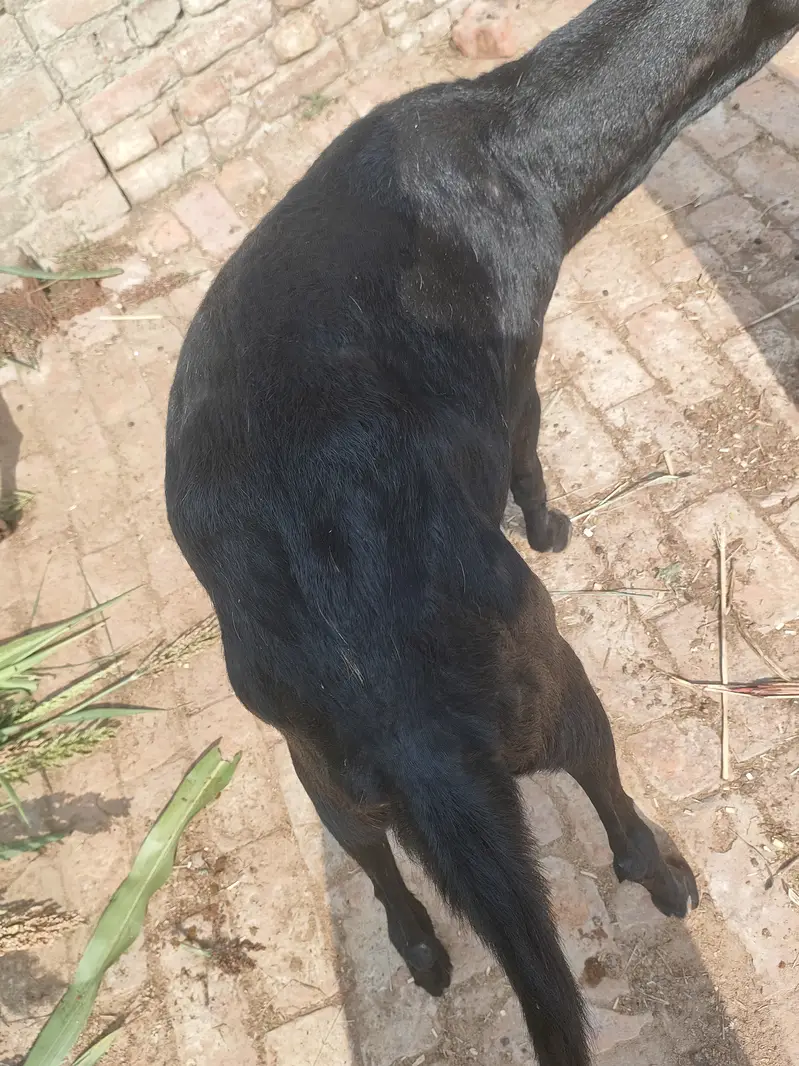 2 Cross Goats 1.5 month — photo 4