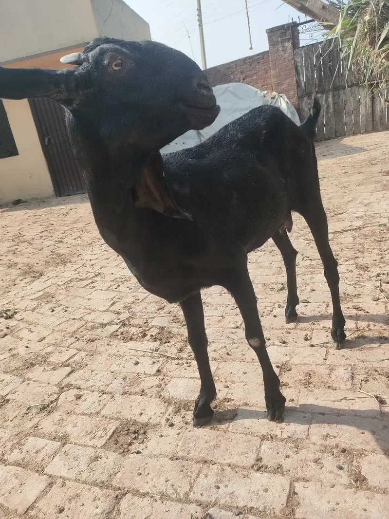 2 Cross Goats 1.5 month — photo 5
