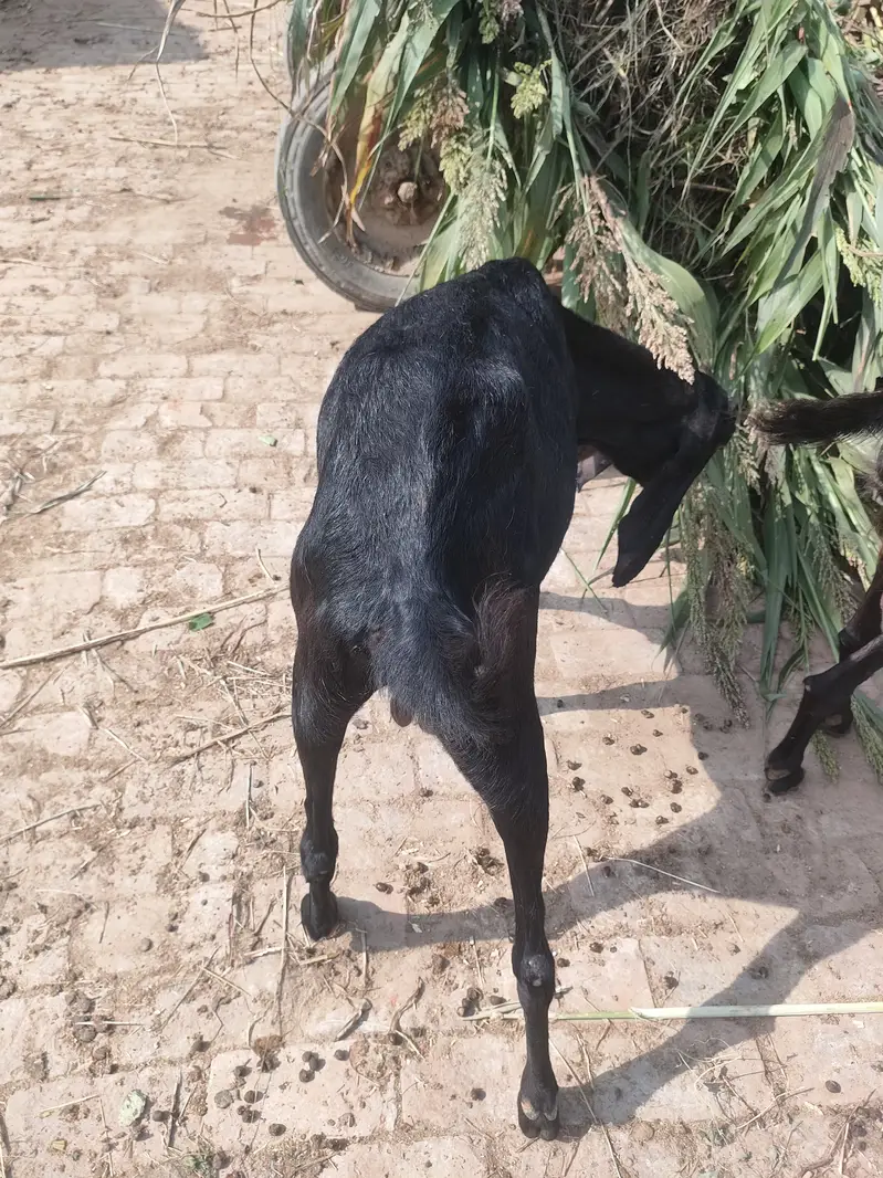 2 Cross Goats 1.5 month — photo 6