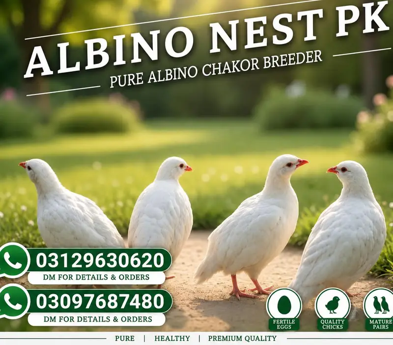 Albino White chakoor — photo 2