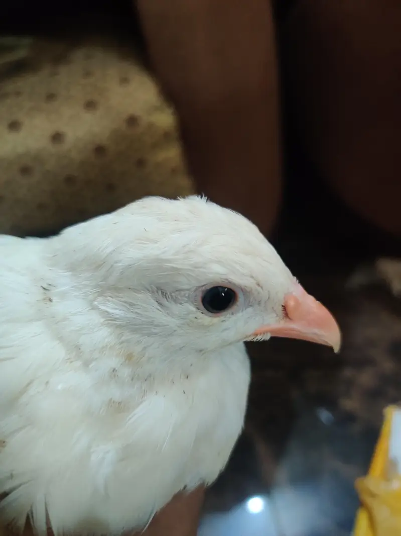 Albino White chakoor — photo 3