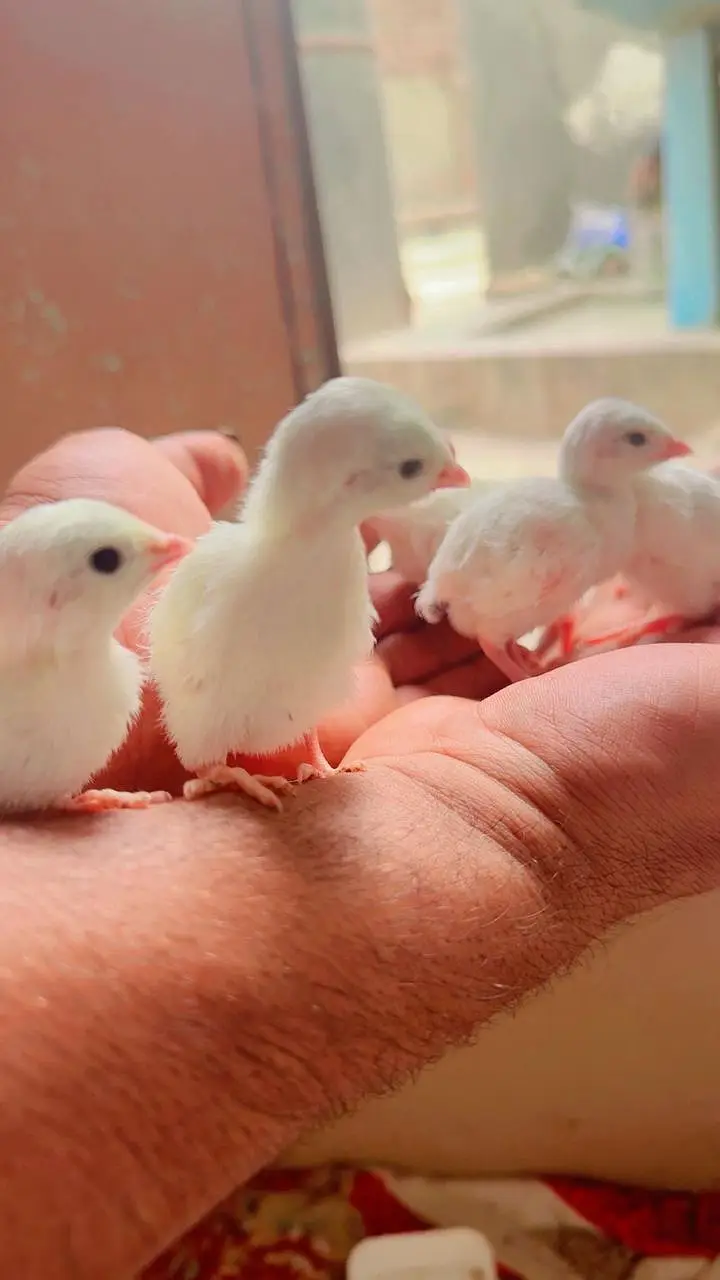 Albino White chakoor — photo 4