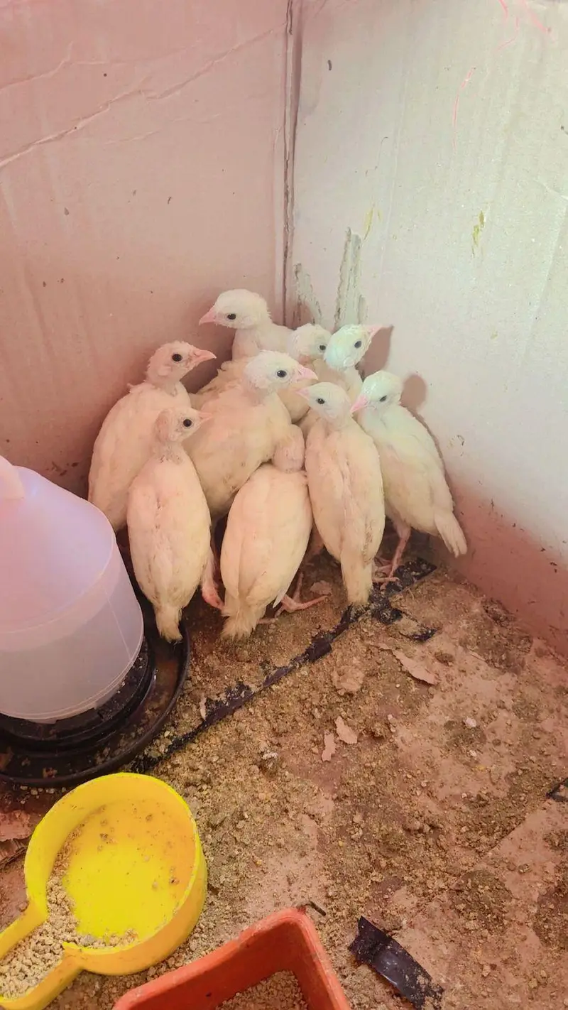 Albino White chakoor — photo 5