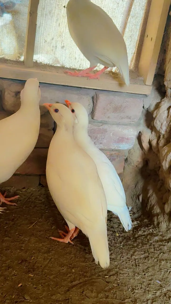 Albino White chakoor — photo 6