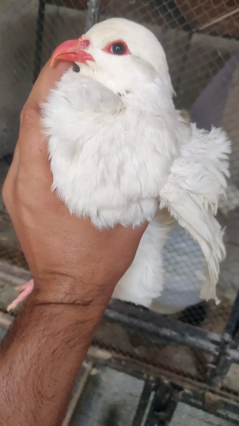Albino White chakoor — photo 8