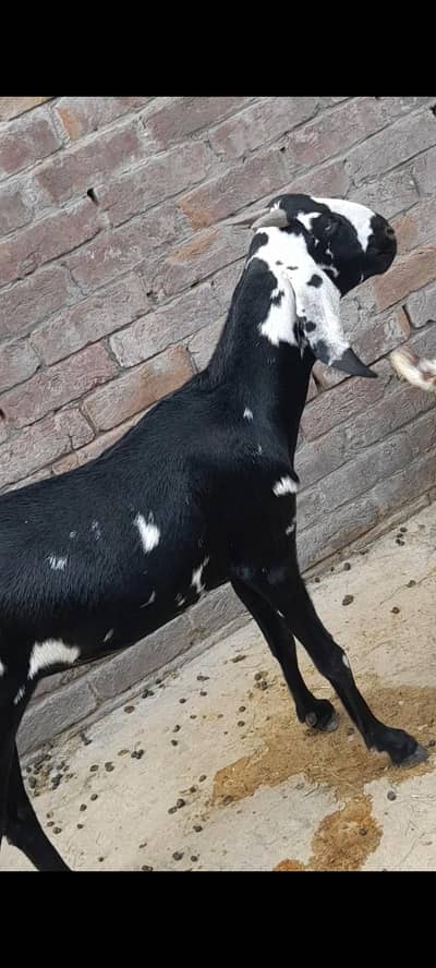 dasi bakri gaban path 03098289032