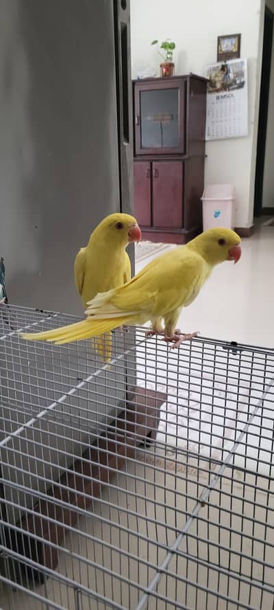 yellow Parrot pair  sami tamed