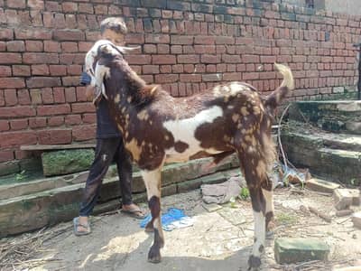 4 dant barka for sale Qurbani ya pher bardering ky leya rakh sakty h