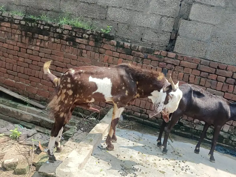 4 dant barka for sale Qurbani ya pher bardering ky leya rakh sakty h — photo 2