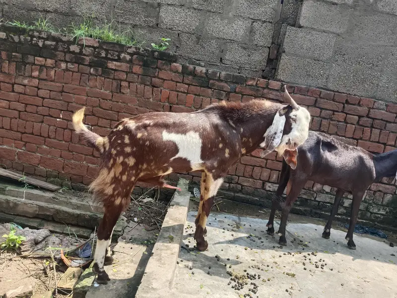 4 dant barka for sale Qurbani ya pher bardering ky leya rakh sakty h — photo 3