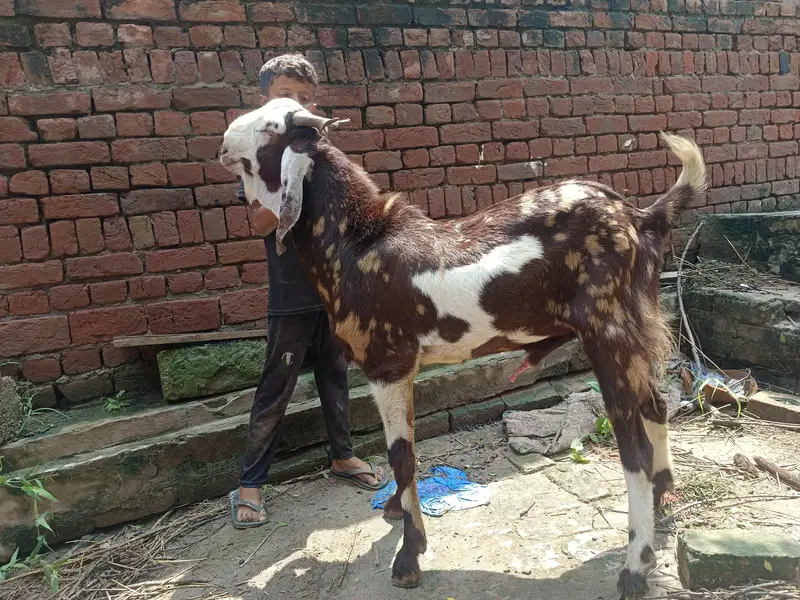 4 dant barka for sale Qurbani ya pher bardering ky leya rakh sakty h — photo 4
