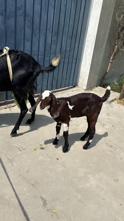Got Milk daily 2kg