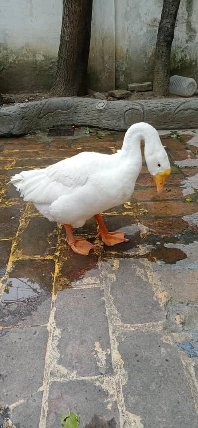 For Sale - Healthy White Goose/Safed Huns