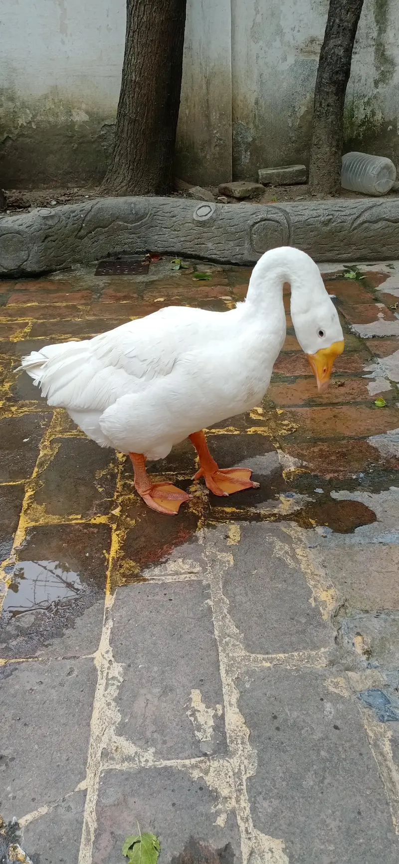 For Sale - Healthy White Goose/Safed Huns