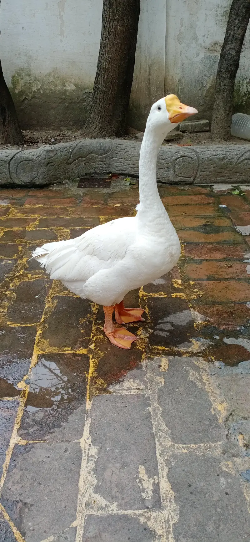 For Sale - Healthy White Goose/Safed Huns — photo 2
