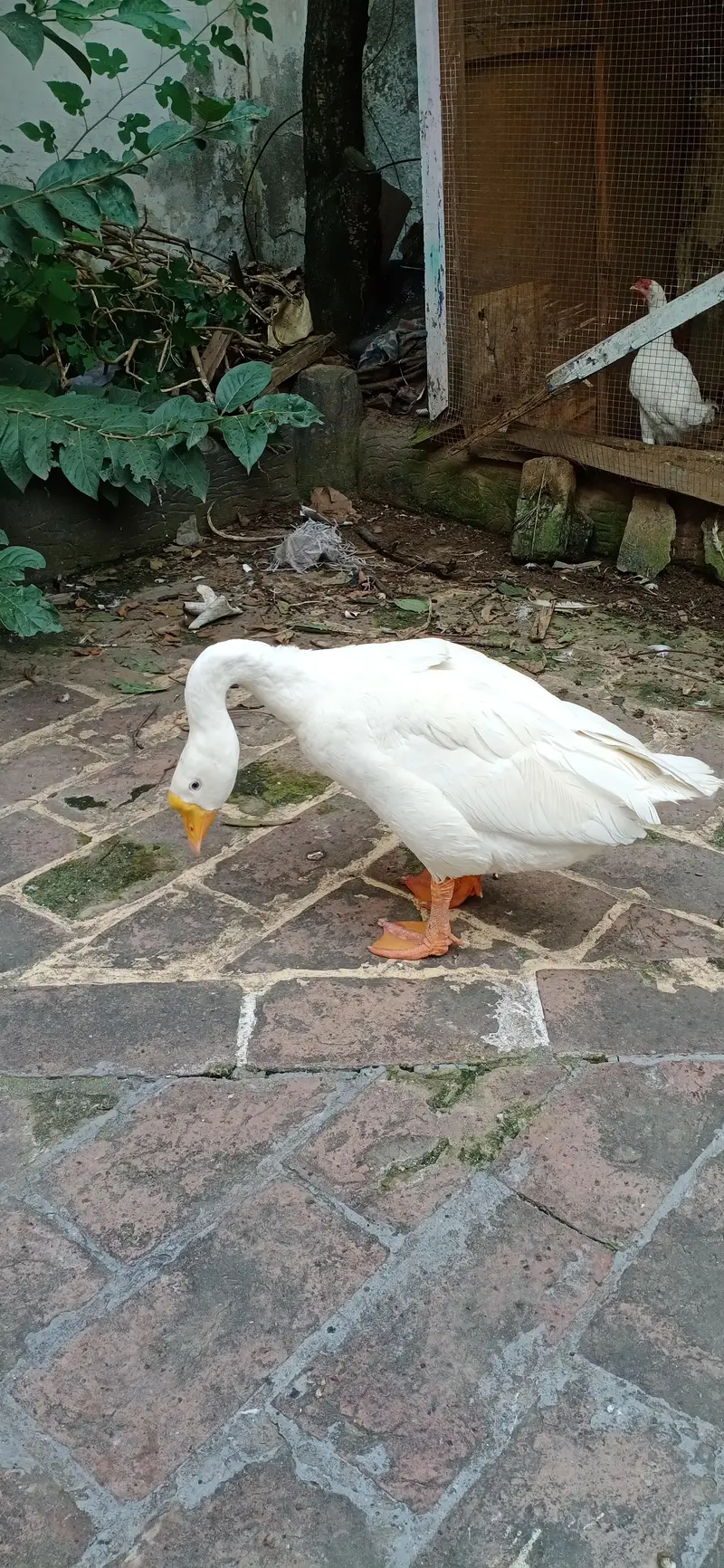 For Sale - Healthy White Goose/Safed Huns — photo 3