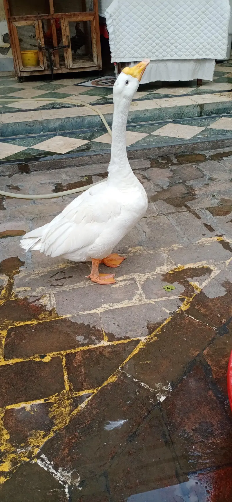 For Sale - Healthy White Goose/Safed Huns — photo 4