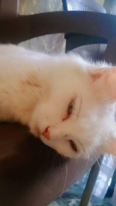 Russian cat