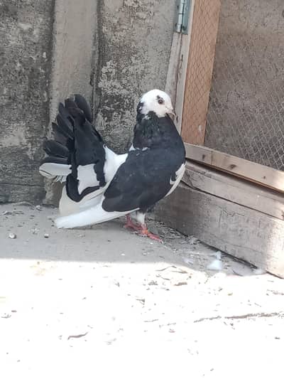 Indian fantail pigeon