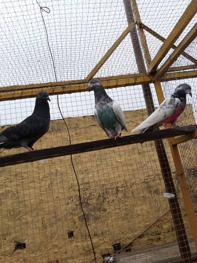 pigeons high fhlair