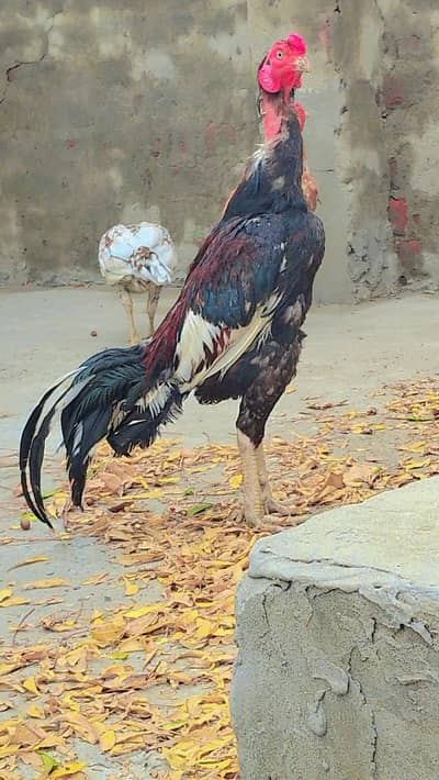 aseel breeder
