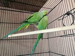 breeder pair 1