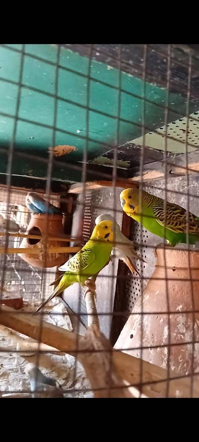 4 budgies pairs (03206441878)