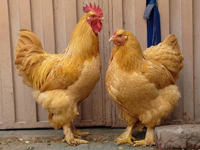 Heavy weight Golden Buff chicks