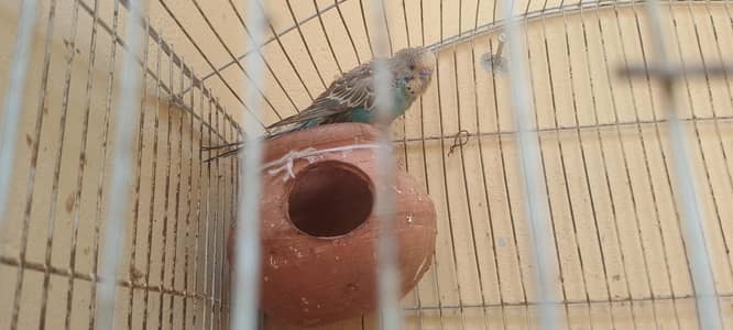3 budgie for sell