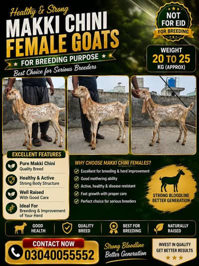 pure Makhi Chini bakriya | makhi Chini | Goats | dasi bakri