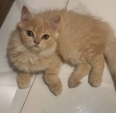 Persian Cat female