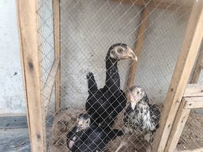 aseel breed for sale