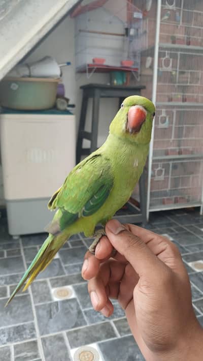 Jumbo Size Green Ringneck available