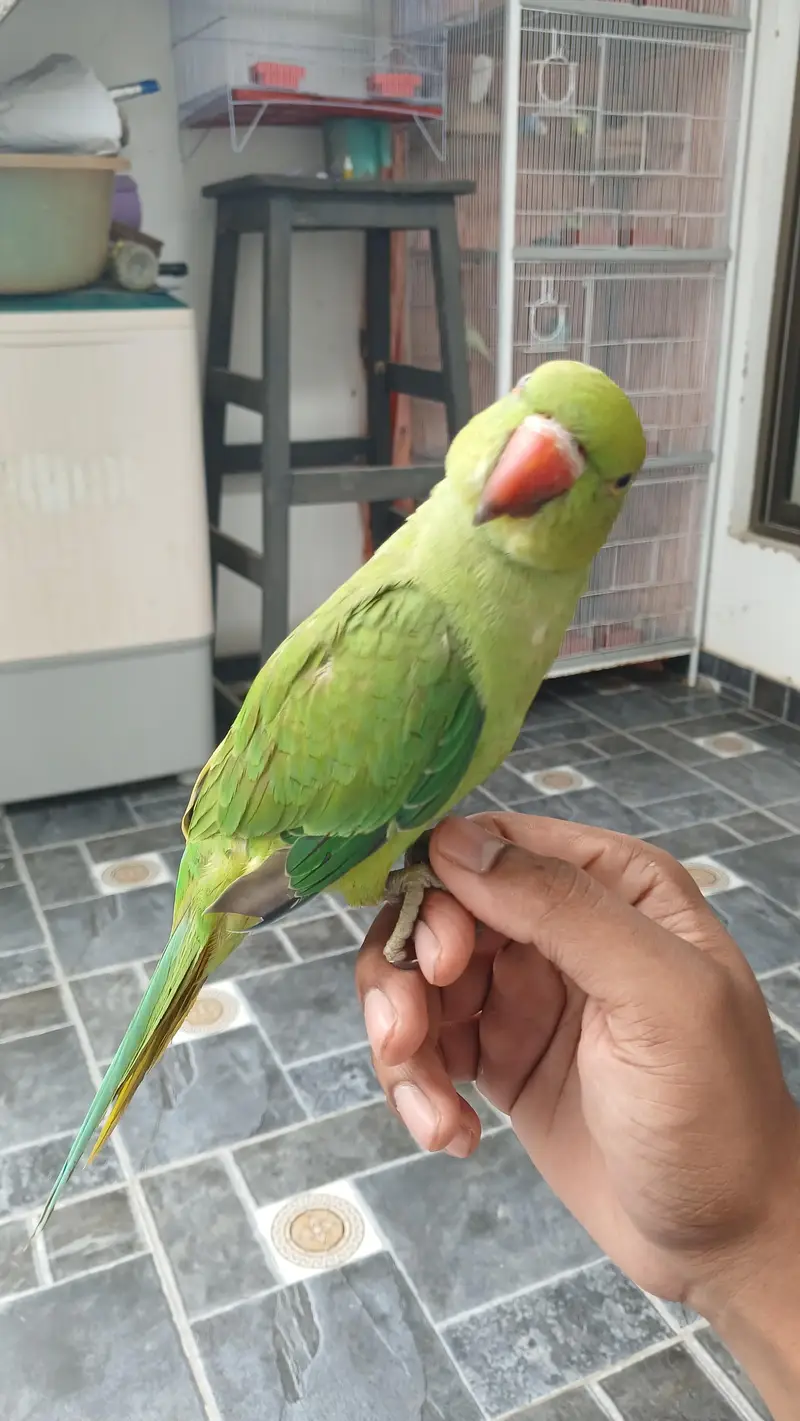 Jumbo Size Green Ringneck available — photo 2