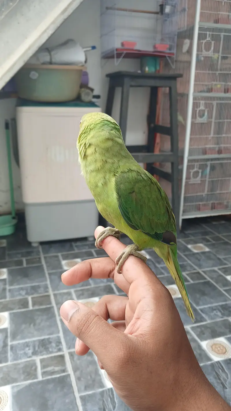 Jumbo Size Green Ringneck available — photo 4