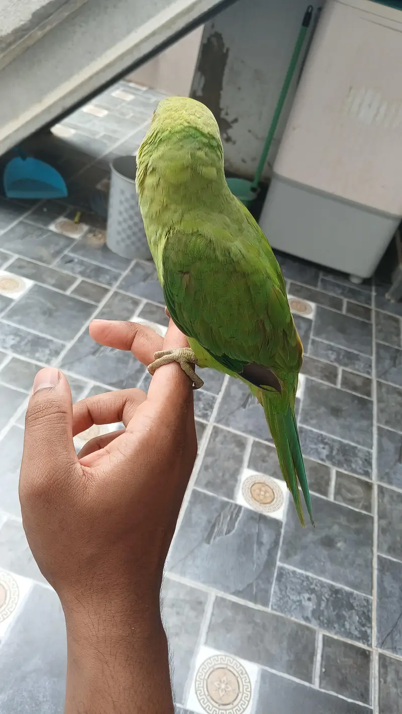 Jumbo Size Green Ringneck available — photo 5