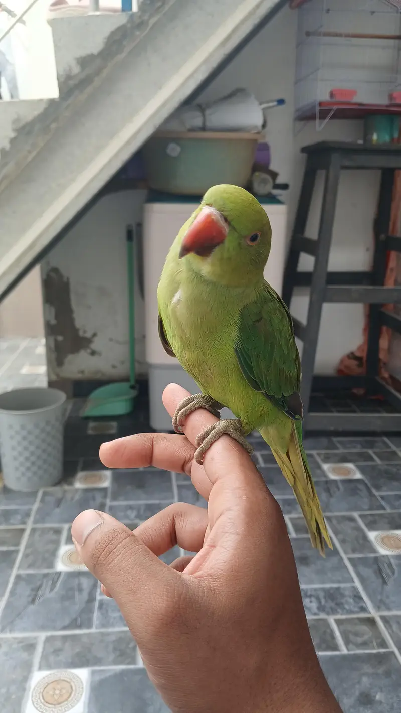 Jumbo Size Green Ringneck available — photo 6