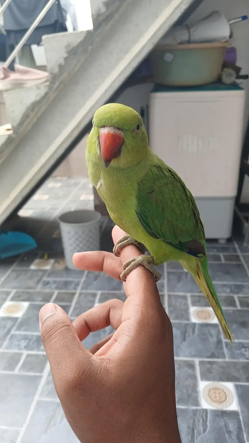 Jumbo Size Green Ringneck available — photo 7