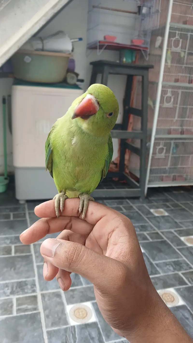 Jumbo Size Green Ringneck available — photo 8