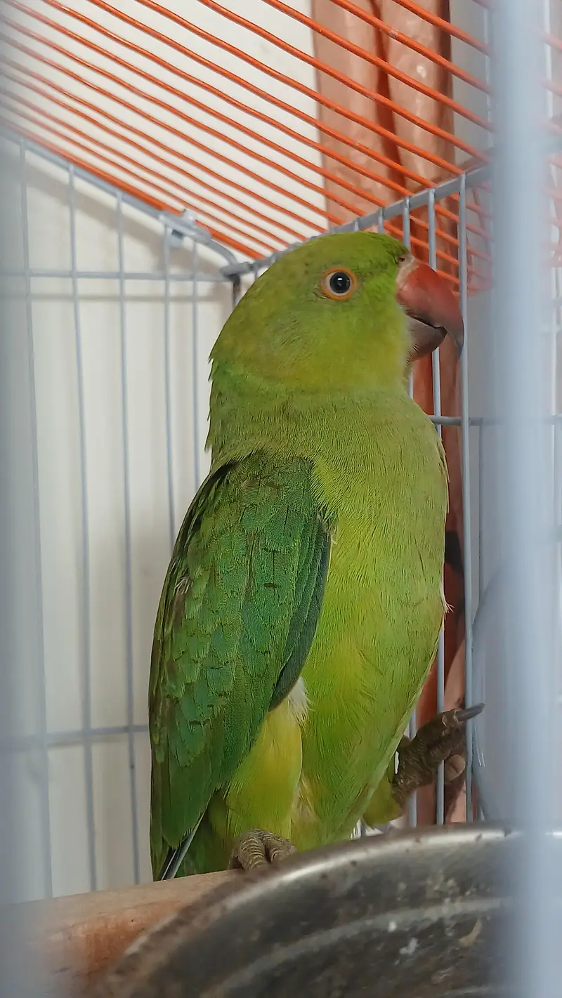 Jumbo Size Green Ringneck available — photo 9