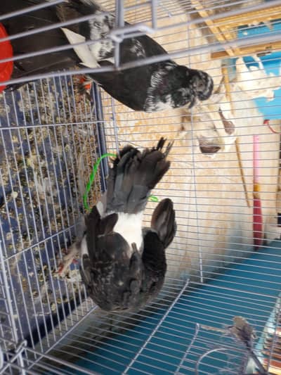pigeons