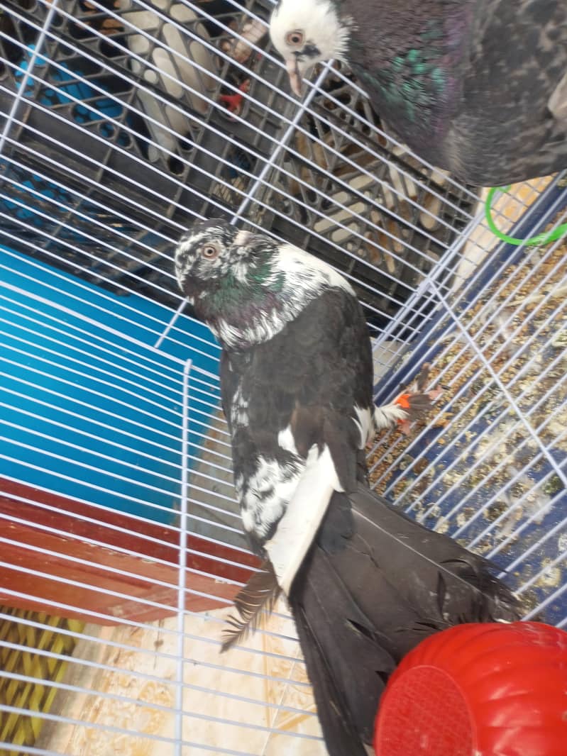 pigeons 1