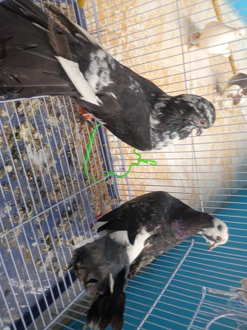pigeons 2