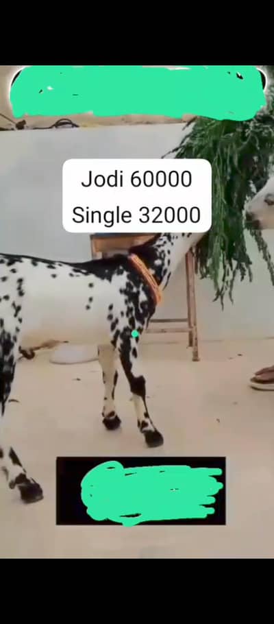 0 month Jodi and single both available