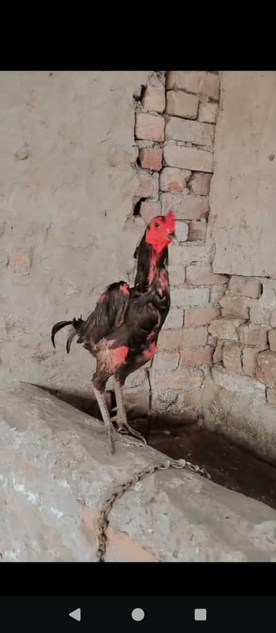 Kari baaz parinda